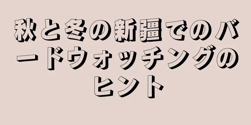 秋と冬の新疆でのバードウォッチングのヒント