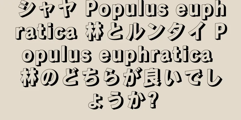 シャヤ Populus euphratica 林とルンタイ Populus euphratica 林のどちらが良いでしょうか?