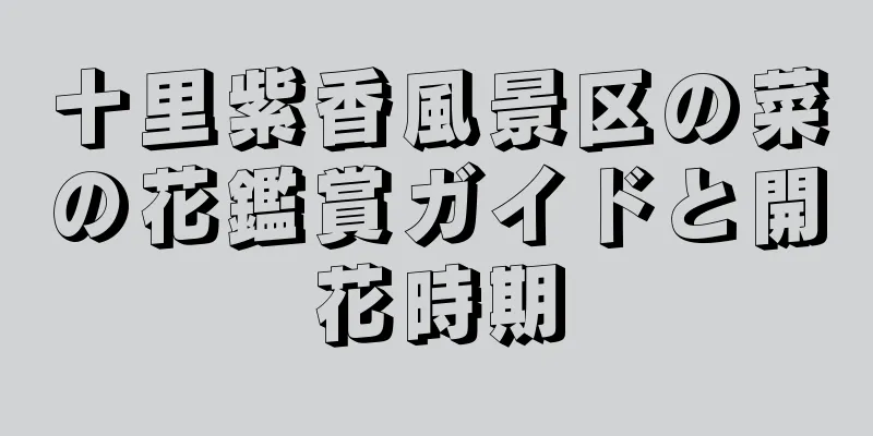 十里紫香風景区の菜の花鑑賞ガイドと開花時期