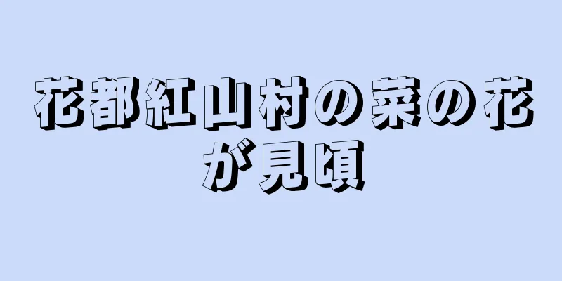 花都紅山村の菜の花が見頃