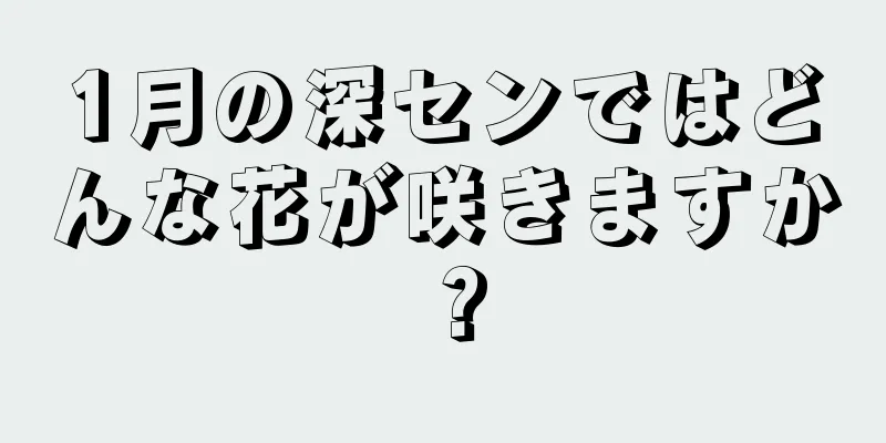 1月の深センではどんな花が咲きますか？
