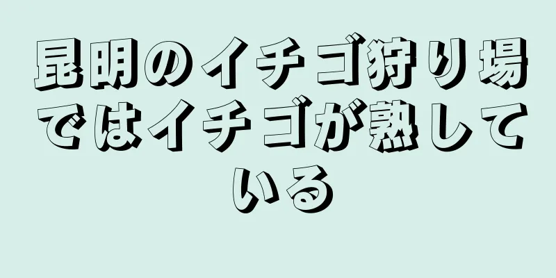昆明のイチゴ狩り場ではイチゴが熟している