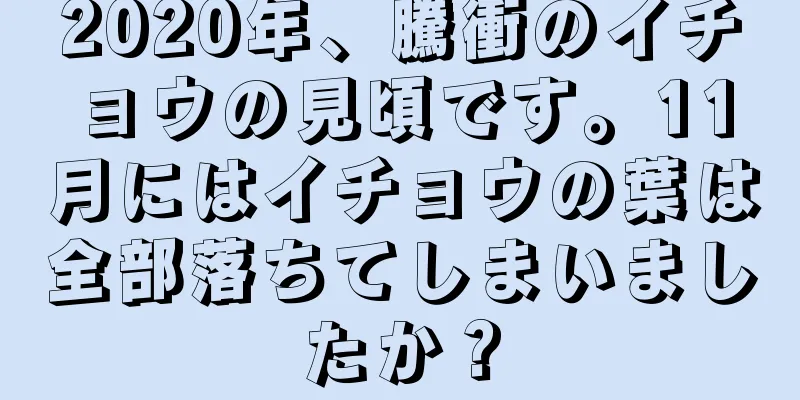 2020年、騰衝のイチョウの見頃です。11月にはイチョウの葉は全部落ちてしまいましたか？