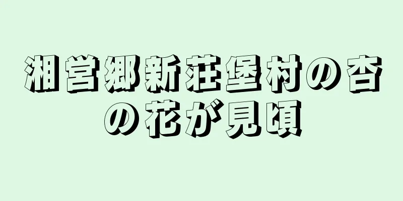 湘営郷新荘堡村の杏の花が見頃