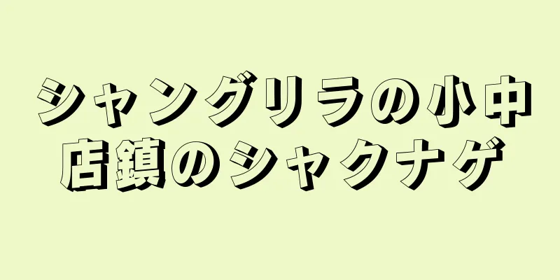 シャングリラの小中店鎮のシャクナゲ
