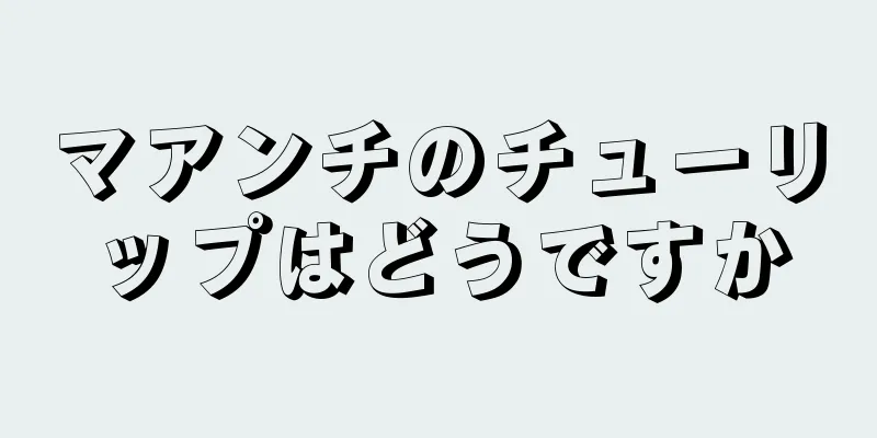 マアンチのチューリップはどうですか