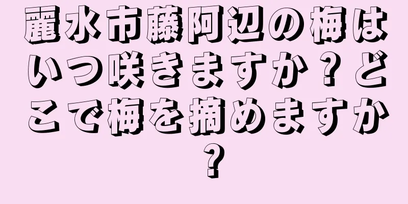 麗水市藤阿辺の梅はいつ咲きますか？どこで梅を摘めますか？