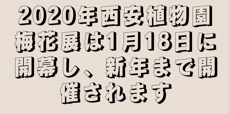 2020年西安植物園梅花展は1月18日に開幕し、新年まで開催されます
