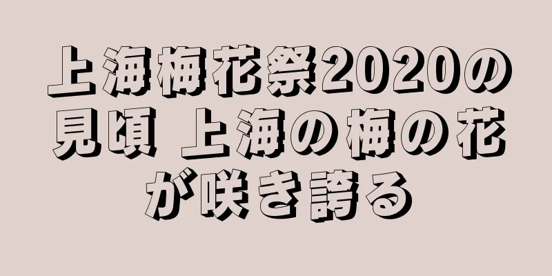 上海梅花祭2020の見頃 上海の梅の花が咲き誇る