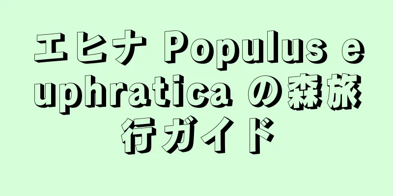 エヒナ Populus euphratica の森旅行ガイド