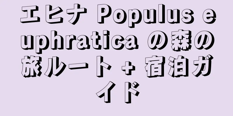 エヒナ Populus euphratica の森の旅ルート + 宿泊ガイド